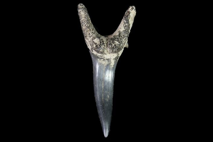 Fossil Sand Tiger Shark Tooth - Georgia #74872